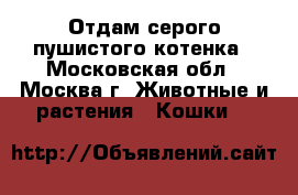 Отдам серого пушистого котенка - Московская обл., Москва г. Животные и растения » Кошки   